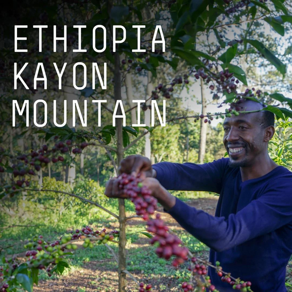 Ethiopia, Kayon Mountain - Single Origin Espresso