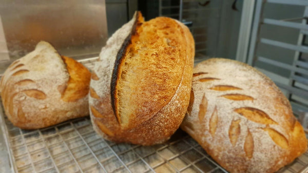 天然酵種 農村麵包 Rustic Sourdough Bread