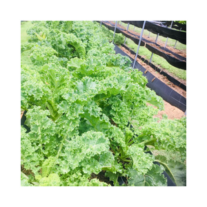 Kale Green/Purple/Tuscan Chem Free Bunch