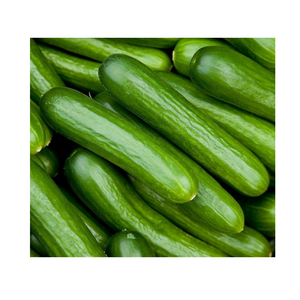 Lebanese Cucumbers