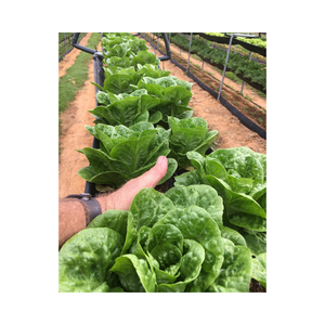 baby-cos-lettuce-chem-free-each